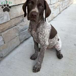 Drake, German Shorthaired Pointer Puppy